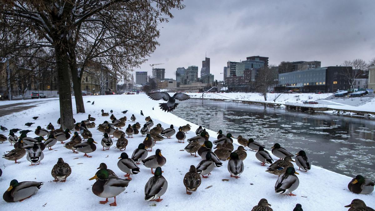 Lingkungan, Sumber Daya Alam, dan Penduduk Negara Lithuania: Panduan Lengkap dan Terpercaya