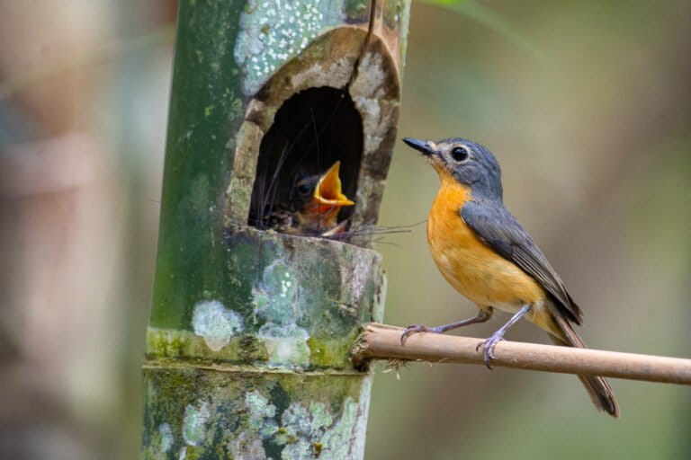 Yogyakarta Tampilkan Keberhasilan Rehabilitasi Ekosistem Genting 2025