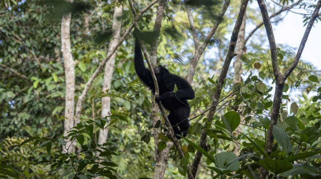 Peran Edukasi dan Penelitian di Kawasan Suaka Margasatwa untuk Konservasi