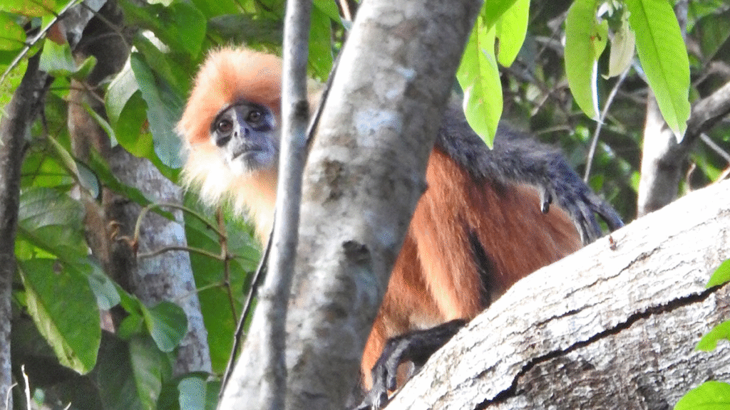 Peran Edukasi dan Penelitian di Kawasan Suaka Margasatwa untuk Konservasi