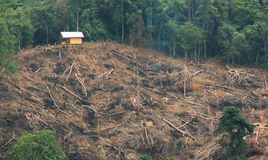 Tragis 11 Juta Ha Hutan Lenyap, Bencana Indonesia 2026