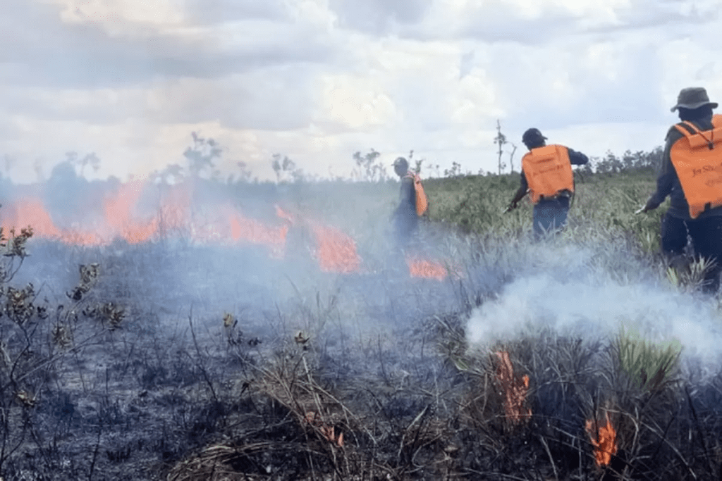 65% Lahan Gambut Terbakar, 5 Fakta Krisis Karhutla 2026