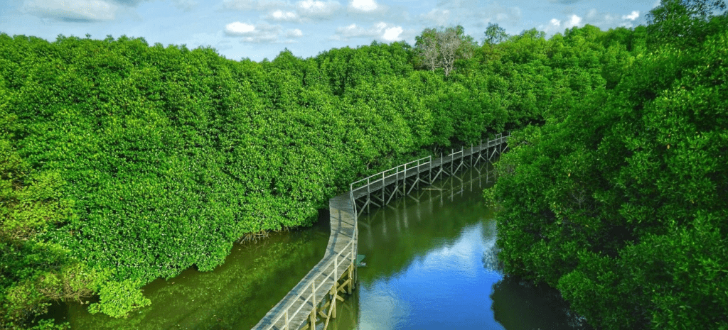 Mangrove Indonesia 3,45 Juta Hektare Terbesar di Dunia, Tapi Terancam Hilang