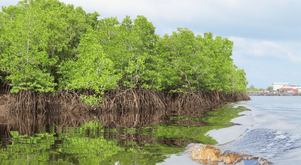 Mangrove Indonesia 3,45 Juta Hektare Terbesar di Dunia, Tapi Terancam Hilang