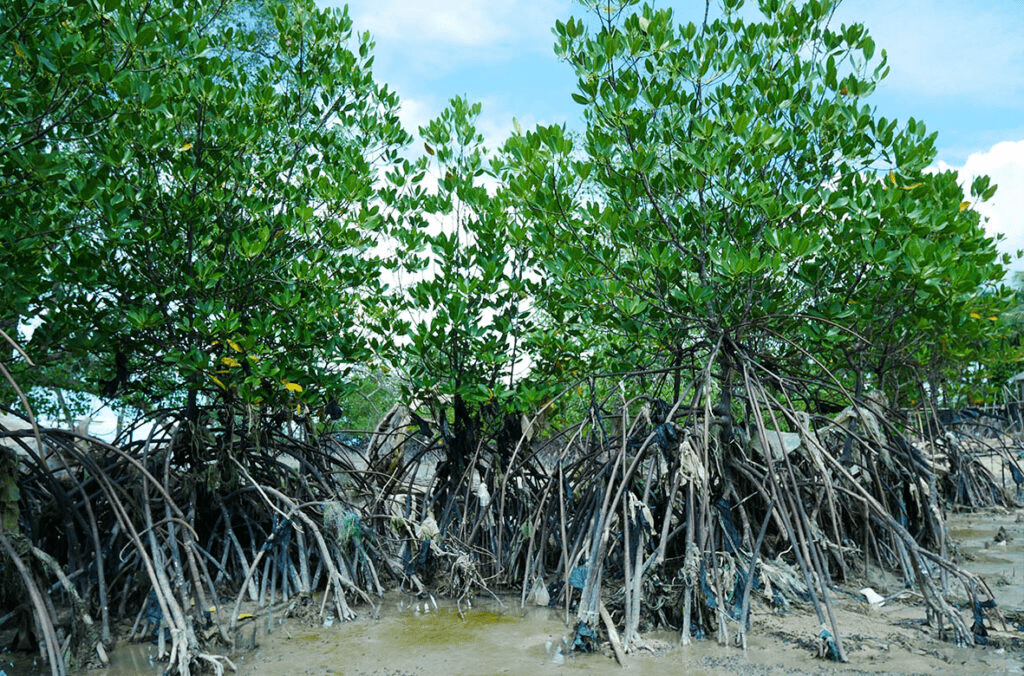 Mangrove Indonesia 3,45 Juta Hektare Terbesar di Dunia, Tapi Terancam Hilang